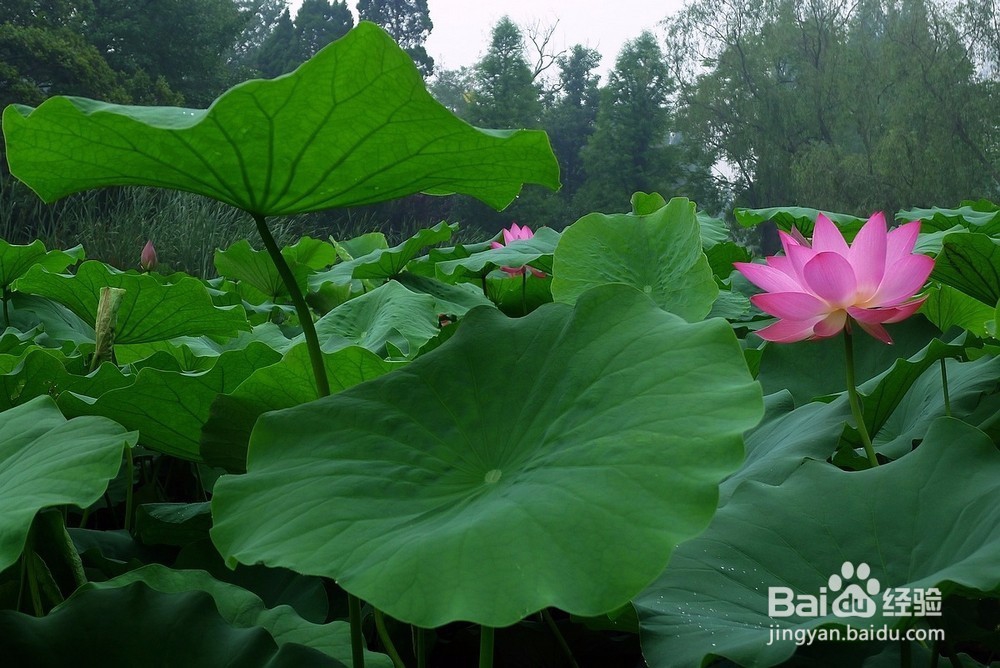 降血压药的副作用_降血脂药的副作用