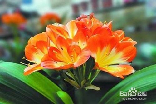 君子兰的养殖方法和注意事项