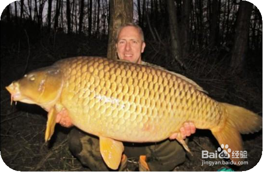 什么情况下,不可以吃鱼以及鱼的什么部位不能吃