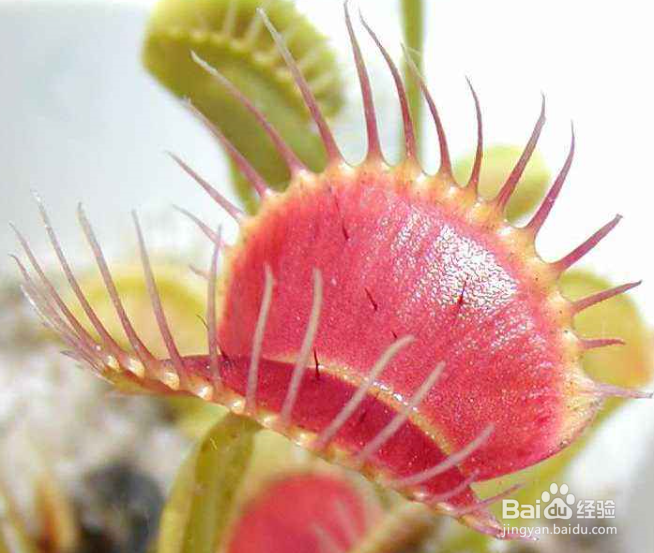 怎么种植捕蝇草？种植捕蝇草需要注意些什么？