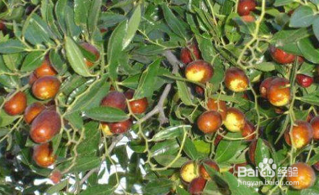 枣树开花怎样提高坐果率