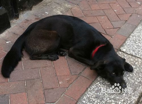 如何快速训练一只乖乖的狗狗