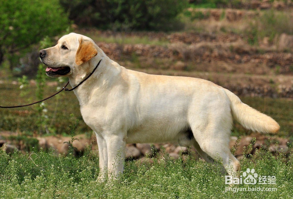 狗狗智商排行榜