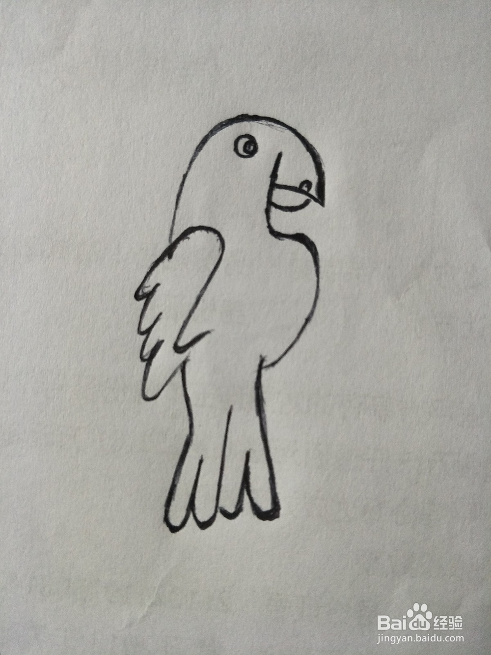 怎么画鹦鹉——卡通鹦鹉简笔画