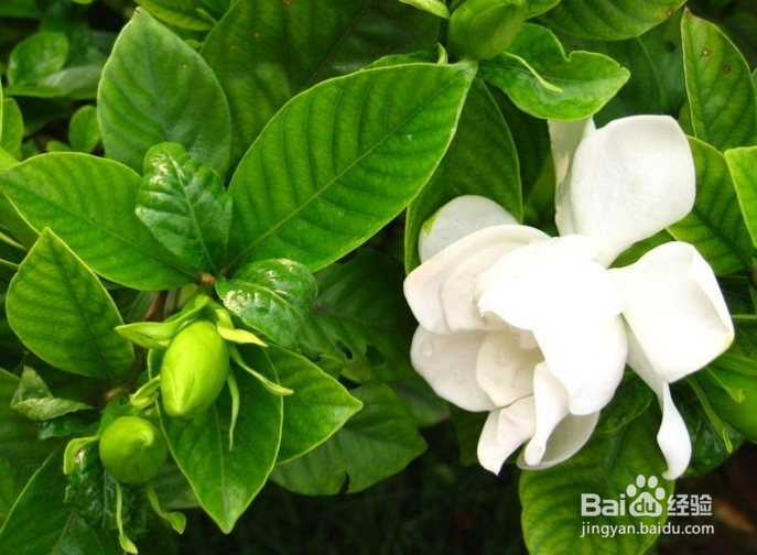 栀子花养殖方法和注意事项