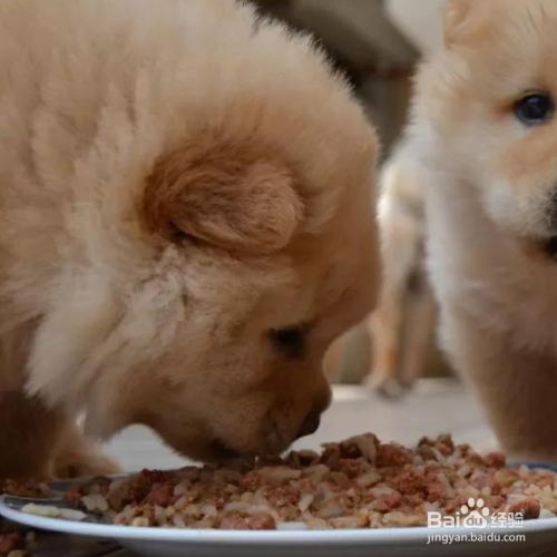 狗狗不让碰它的食物该怎么办