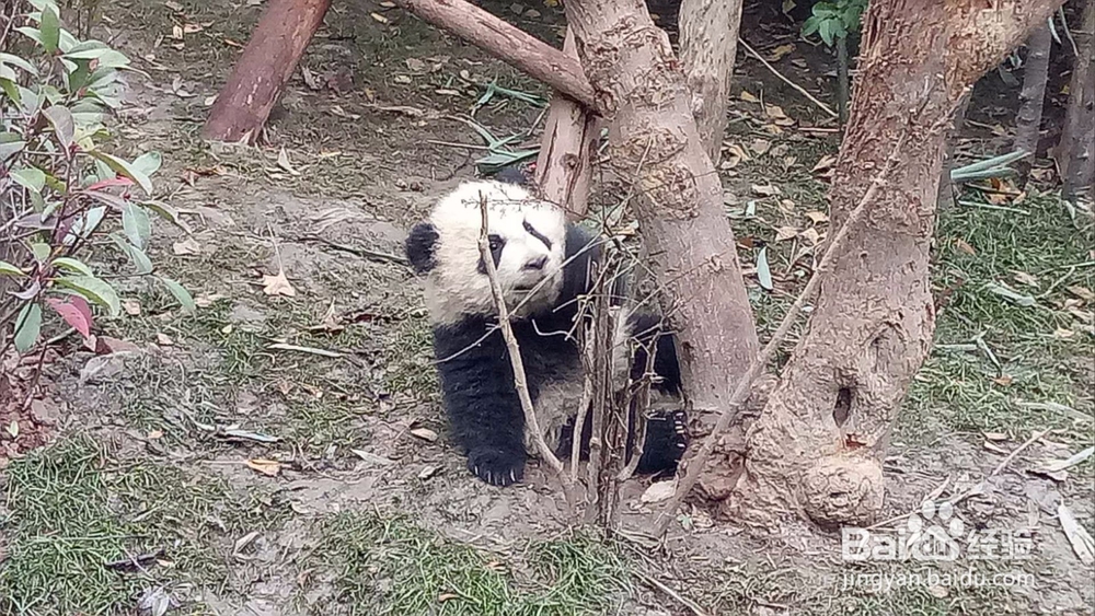 成都熊猫基地一游