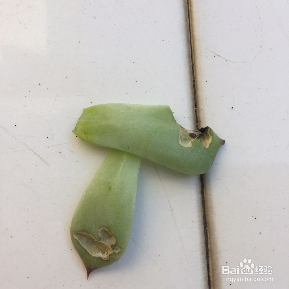 多肉被鸟啄了之后怎么处理