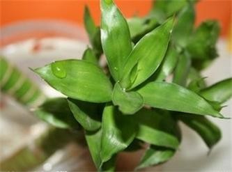 富贵竹如何养护？