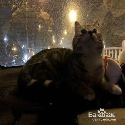 猫咪晕车怎么办