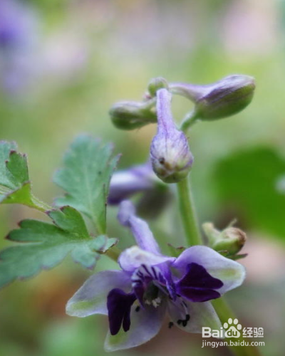 还亮草如何进行养护？