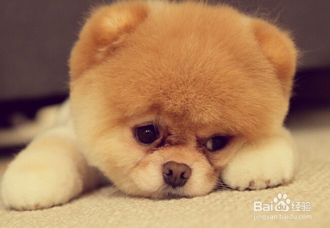 #过年#春节买什么礼物送父母更喜庆？