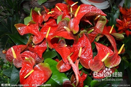 如何才能养好火鹤花?