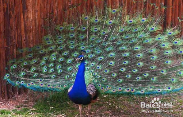 怎样让孔雀开屏