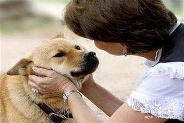 新手养狗的注意事项