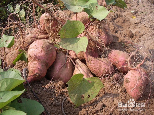 国庆过后，到长沙乡村怎样找农村人的乐子！！！