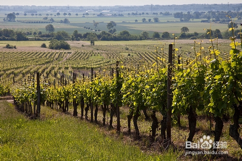 品尝葡萄酒 走进阿尔萨斯