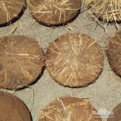 茶油饼洗头的正确方法