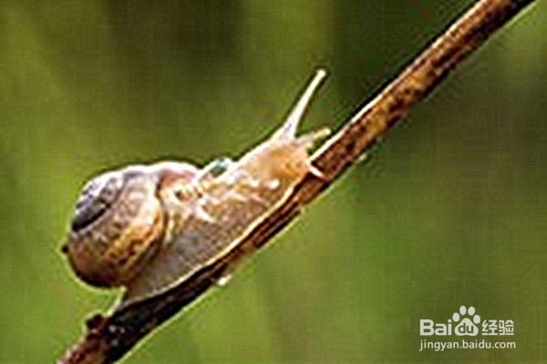 晚餐怎样吃的饱又不发胖?