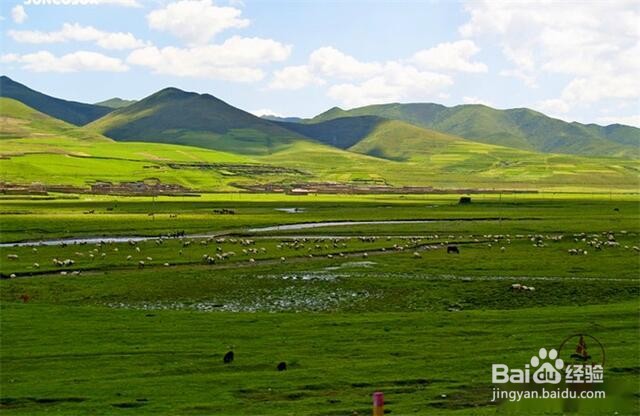 甘南格桑花草原旅游怎么样