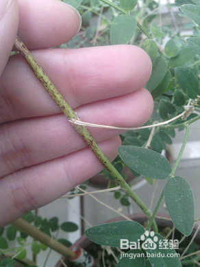 怎样撰写温室病虫害报告?