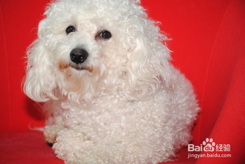 怎么判断狗狗是否冷