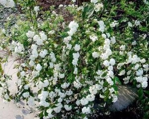 怎样让麻叶绣球按照人们需要开花?