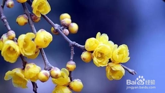 怎样收集腊梅品种