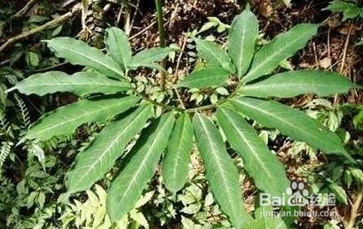 天南星的功效和作用