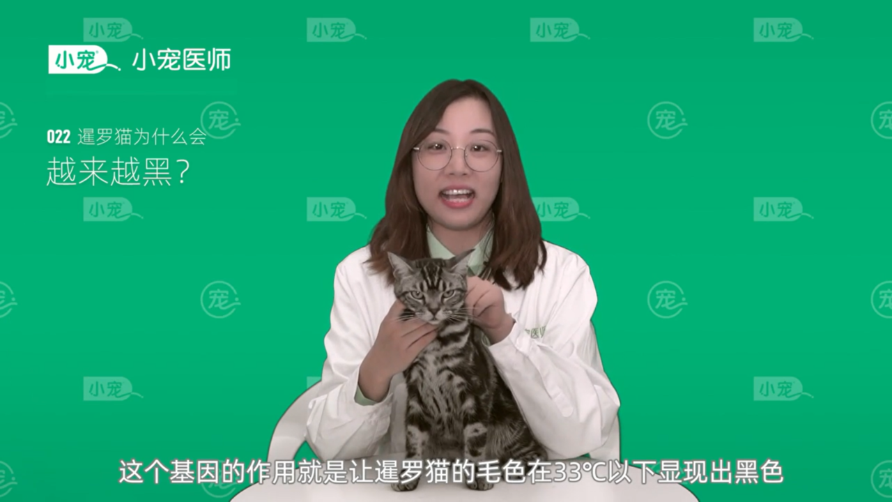 暹罗猫为什么会越来越黑