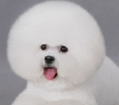 处理比熊犬泪痕的七大方法