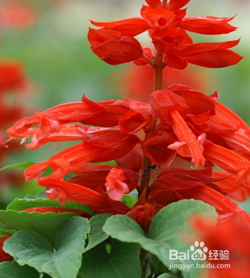 怎么养护草本植物一串红