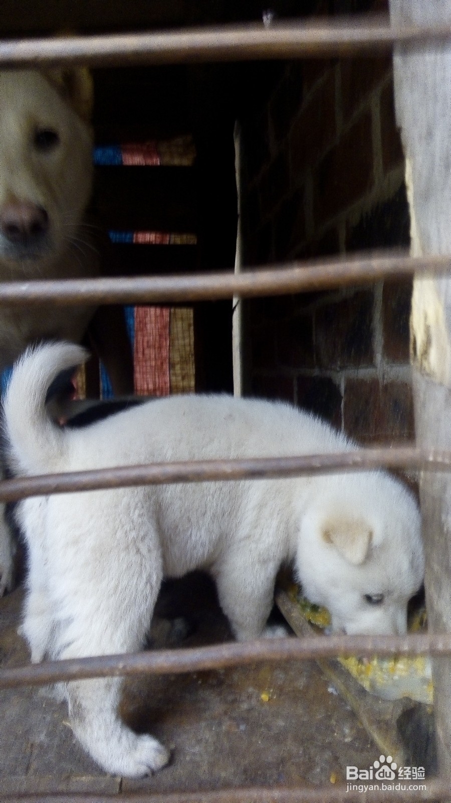 30分钟获取陌生狗狗的礼貌和信任