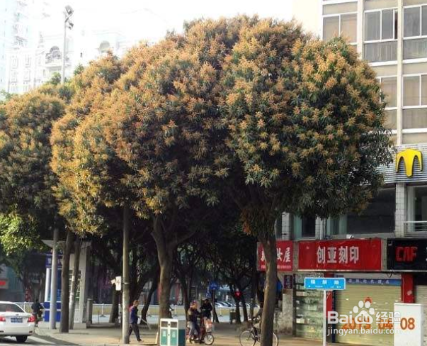 芒果种植的一些方法和经验