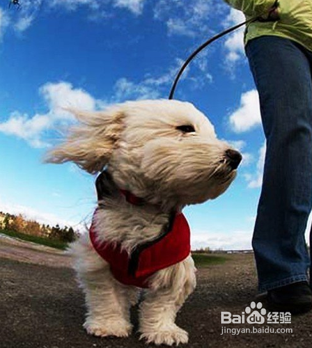 简单六招教你拍好宠物