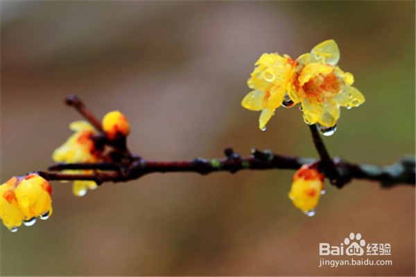 腊梅应该怎么养