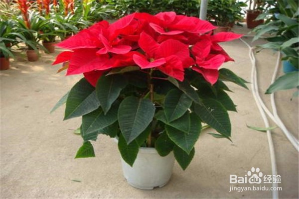 蟹爪兰的养殖方法和注意事项有什么?