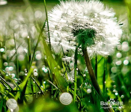 盆栽蒲公英的种植方法