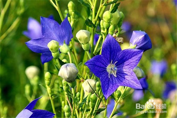 桔梗的养殖技巧和注意事项都有什么？