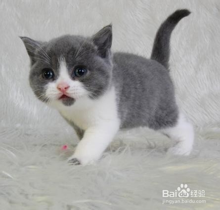 刚出生眼已经睁开的小猫怎么养活