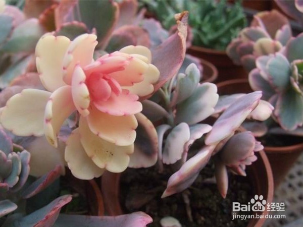 如何养好多肉植物玉吊钟