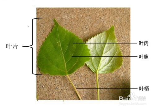 树叶的结构名称图解