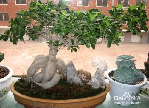 榕树的养殖方法和注意事项