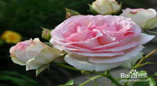 玫瑰种子怎么种