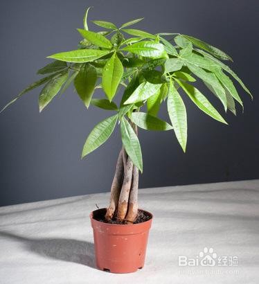 发财树树干萎缩怎么办