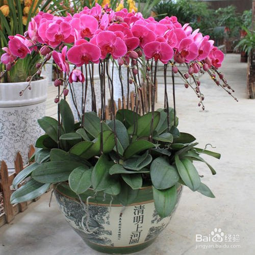 水苔养蝴蝶兰的方法