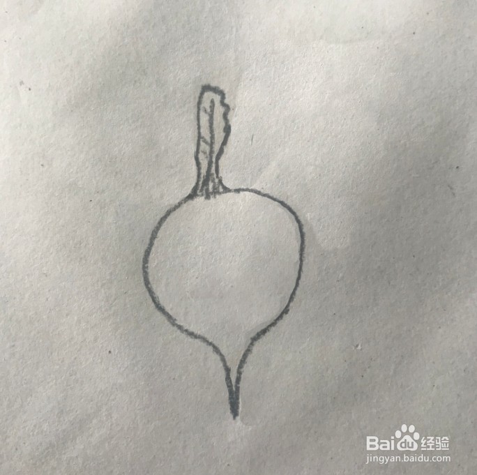 【简笔画】萝卜的分步画法