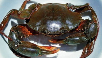 青蟹里面黑色膏能吃吗