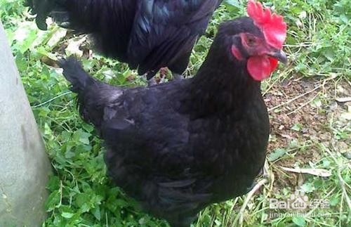 大蒜喂鸡注意事项