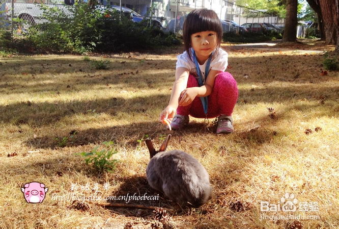 教你做吮指酒糟凤爪